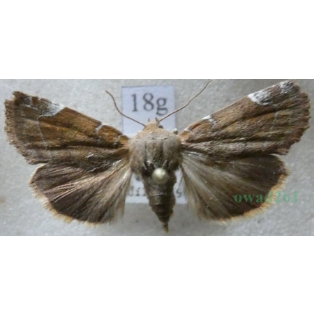Cosmia affinis (Linnaeus, 1767) Czech18g